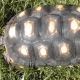 Red Foot Tortoise