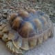 Pyramiding In Tortoises- Causes And Prevention - Hubpages