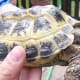 Russian Tortoise