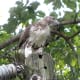 Red Tail Hawk