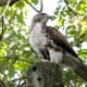 Red Tail Hawk
