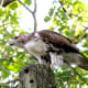 Red Tail Hawk