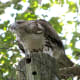 Red Tail Hawk