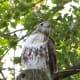 Red Tail Hawk