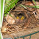 When the chicks hatch, they have no feathers, are blind and helpless.