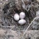 The female chooses one and spruces it up, then lays 4-7 brown speckled eggs. She incubates for 12 to 16 days.