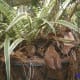 Both the male and female care for the young so they grow quickly.
