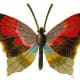 Dark orange, brown and black butterfly clip art