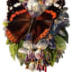 Butterfly pictures: Black, brown and orange butterfly on flowers