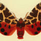 Butterfly pictures: brown and orange mottled wings