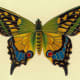 Butterfly pictures: Green, blue and yellow butterfly