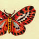 Tiger stripe butterfly clip art image