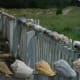 The fence around the Life Saving Station on the Cape Lookout National Seashore