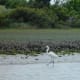 Great Egret at low tide on Taylor's Creek
