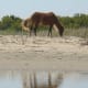 There are around 120 wild horses that live on Shackleford Banks. They are descendants of horses that have roamed this island for over 400 years.