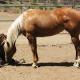 palomino