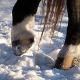 pastern