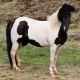 piebald