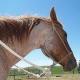 red roan