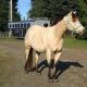 buckskin / dun