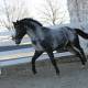 blue roan