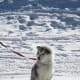skijoring-another-way-to-exercise-your-dog