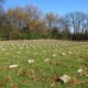 Elgin Psychiatric Hospital Cemetery