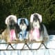 Thought that I would throw this photo of some of my cousin's Shih Tzu dogs on a sled in here for fun.