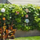 Large Rosettes for Garden or Patio