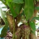 cephalotus-follicularis-aka-albany-pitcher-plant