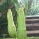 cephalotus-follicularis-aka-albany-pitcher-plant