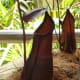 cephalotus-follicularis-aka-albany-pitcher-plant