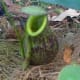 cephalotus-follicularis-aka-albany-pitcher-plant