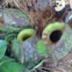cephalotus-follicularis-aka-albany-pitcher-plant