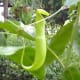 cephalotus-follicularis-aka-albany-pitcher-plant