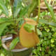 cephalotus-follicularis-aka-albany-pitcher-plant