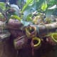 cephalotus-follicularis-aka-albany-pitcher-plant