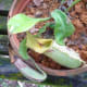 cephalotus-follicularis-aka-albany-pitcher-plant