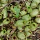 cephalotus-follicularis-aka-albany-pitcher-plant