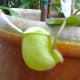 cephalotus-follicularis-aka-albany-pitcher-plant