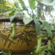 cephalotus-follicularis-aka-albany-pitcher-plant