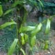 cephalotus-follicularis-aka-albany-pitcher-plant