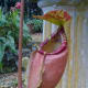 cephalotus-follicularis-aka-albany-pitcher-plant