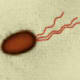 Example of Bacteria with Flagellum
