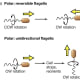 Polar: Reversible Flagella. Click to enlarge
