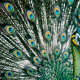 Pavo muticus.