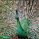 Pavo muticus.