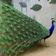 Pavo cristatus.