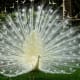 Leucistic peacock.