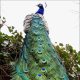Pavo cristatus.